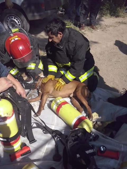 Bomberos Voluntarios de Luque rescataron a una familia y a su mascota